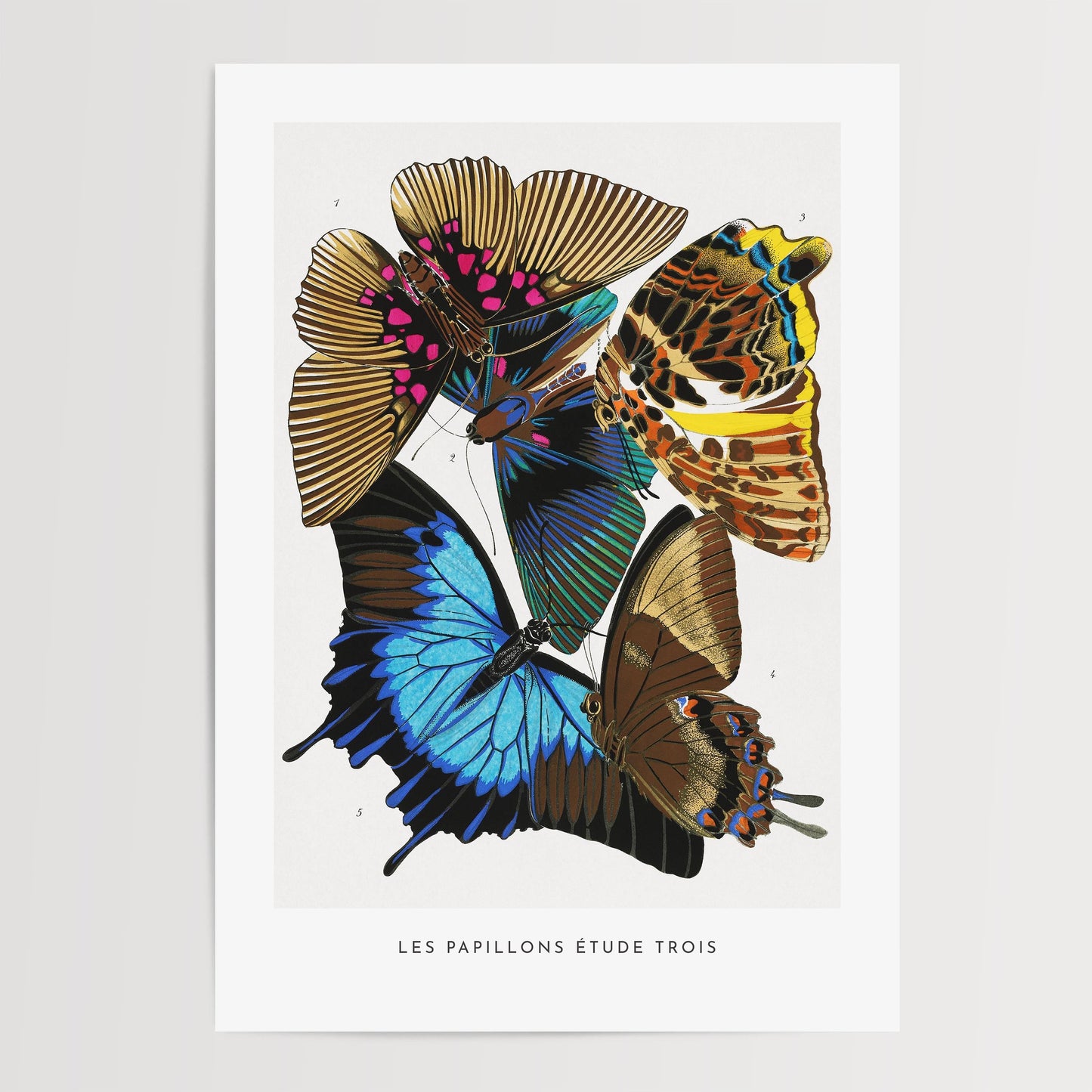 A. Séguy - Vintage Butterfly Print