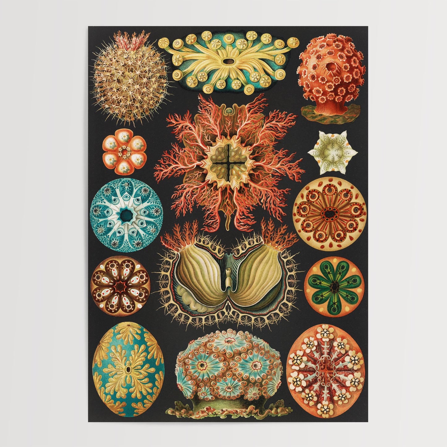 Ernst Haeckel - Sea Squirts Print