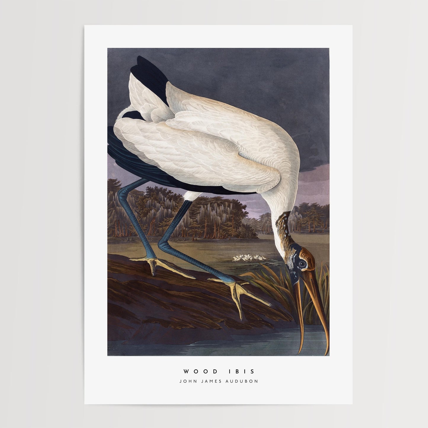 Wood Ibis Print