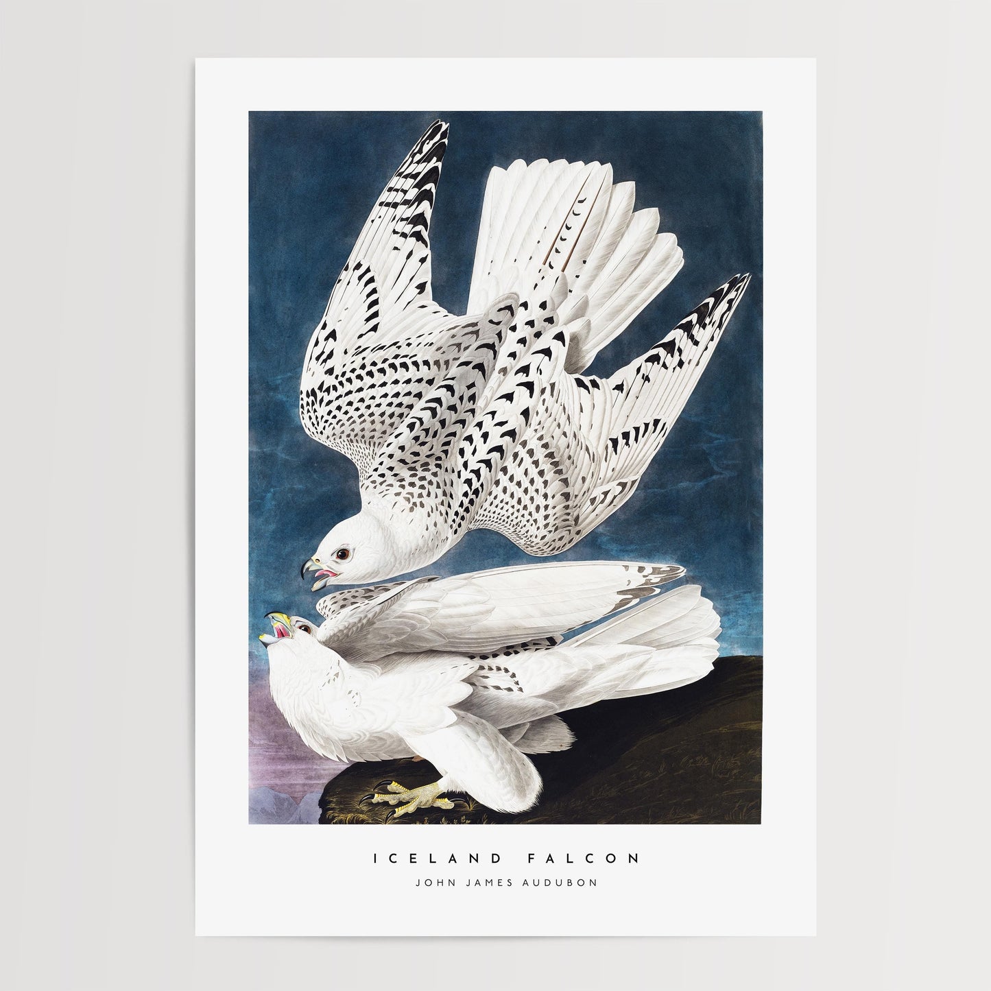 Iceland Falcon Print