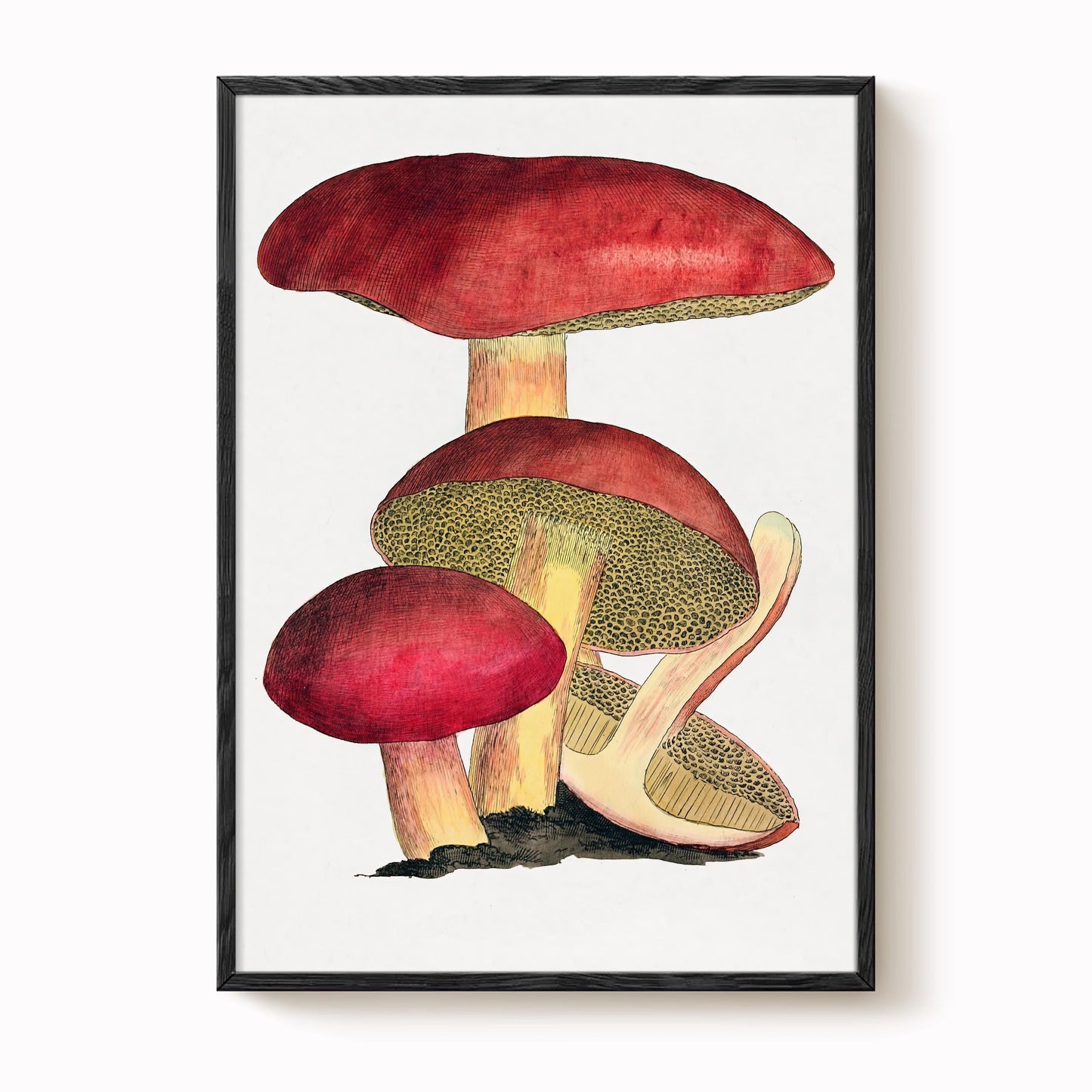 Vintage Fungi Print