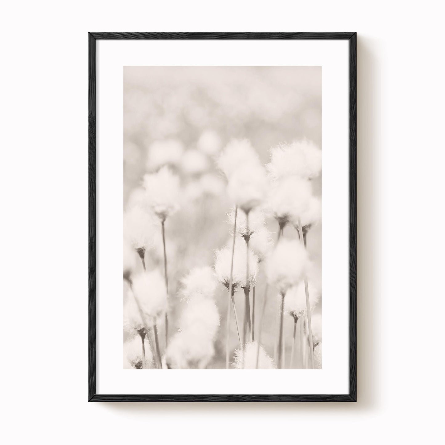 Cotton Grass Art Print