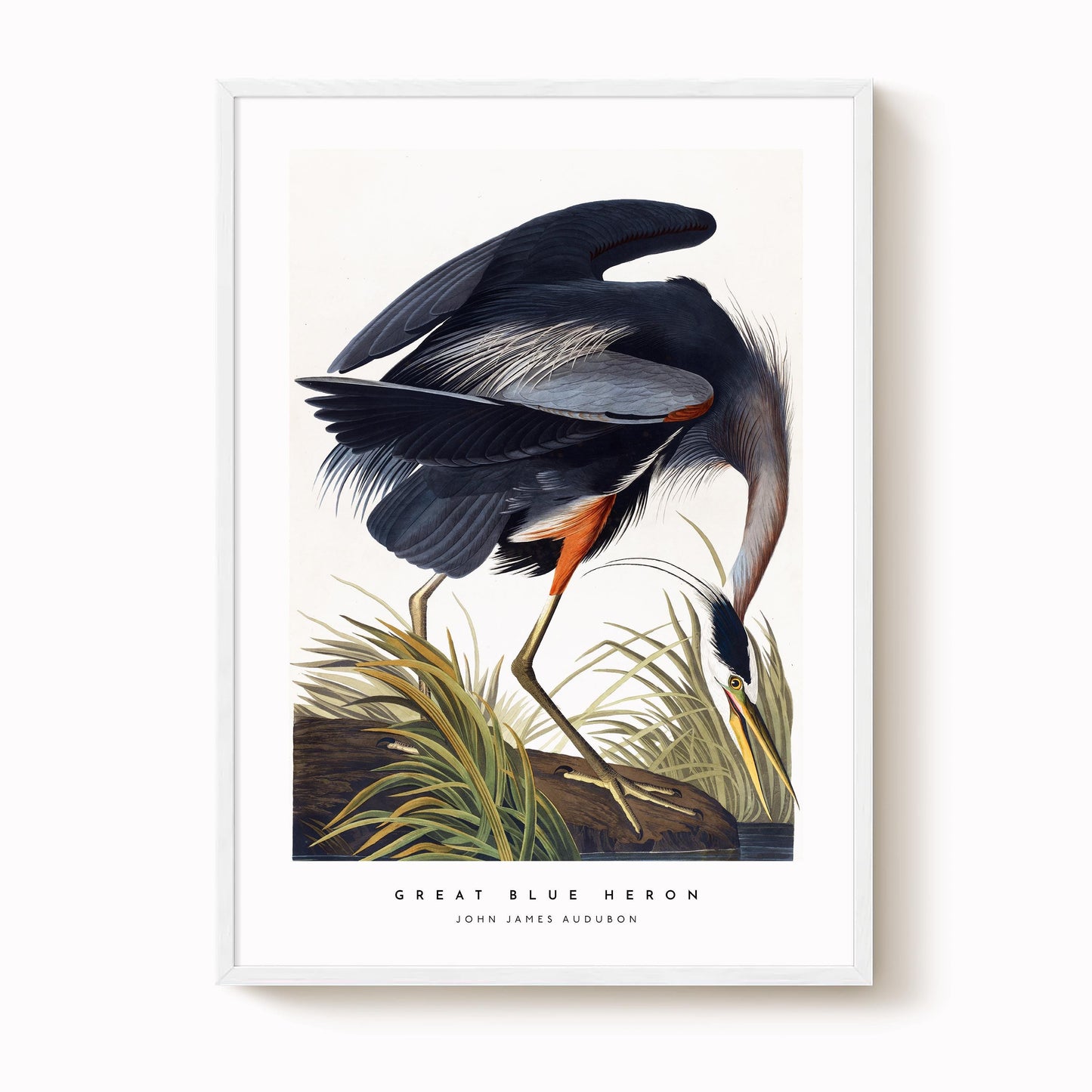 Great Blue Heron Print