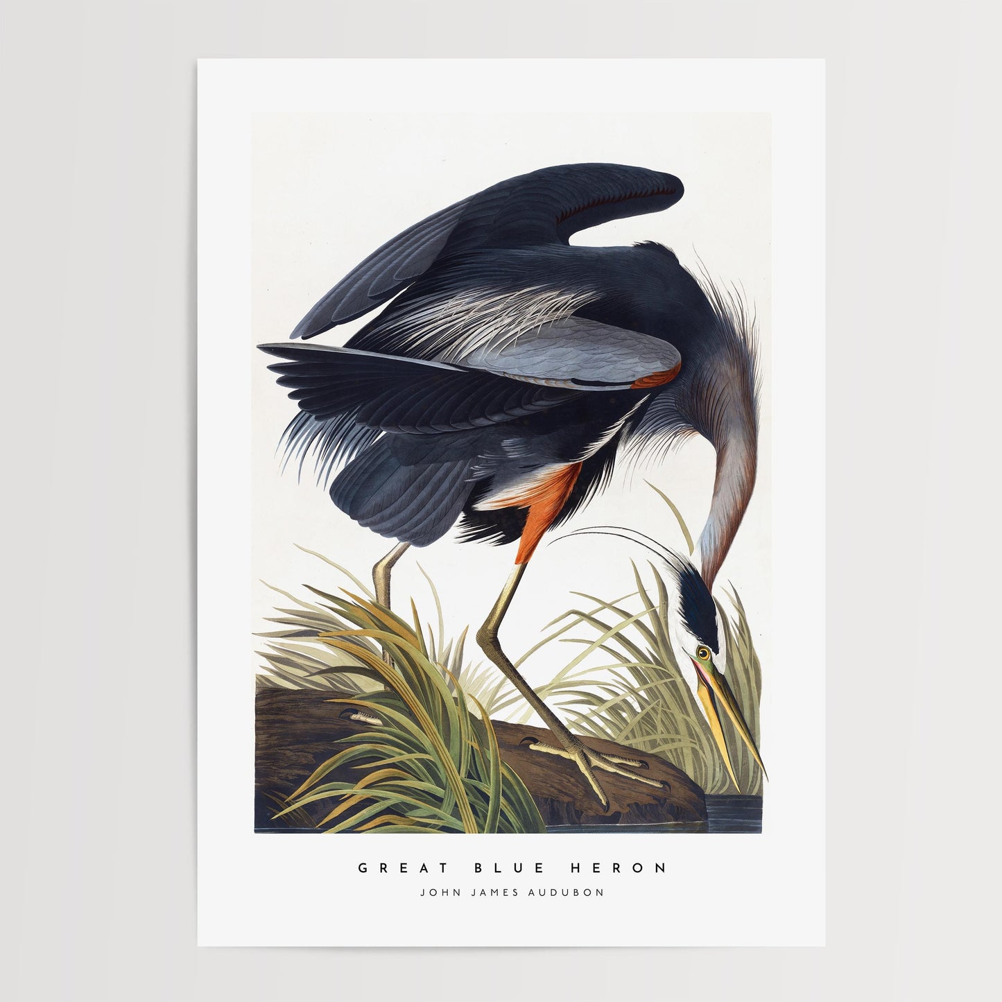 Great Blue Heron Print