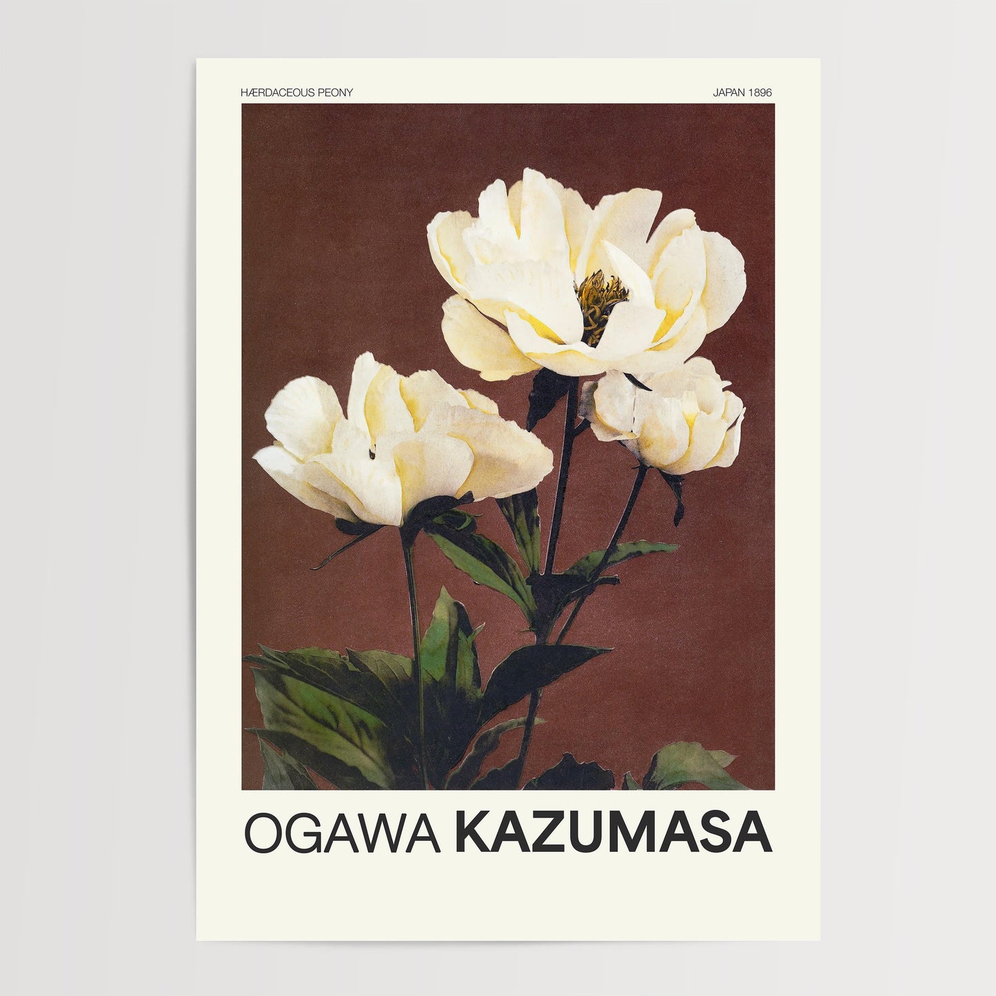 Ogawa Kazumasa - Herbaceous Peony Print