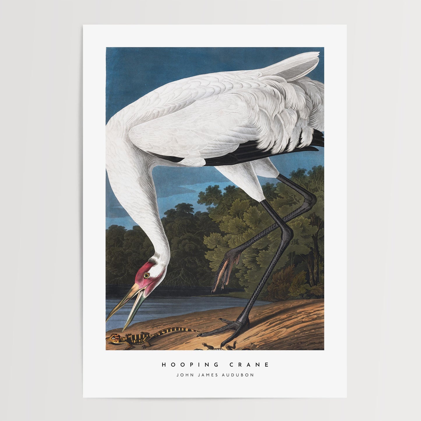 Hooping Crane Print