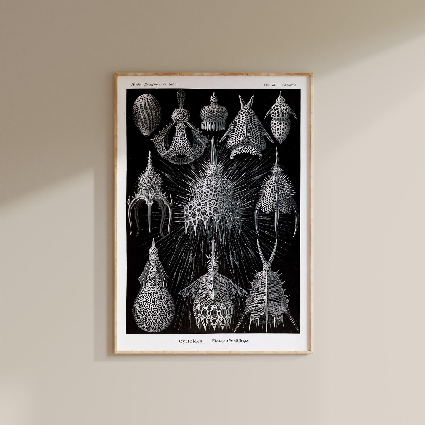 Ernst Haeckel - Cyrtoidea Art Print