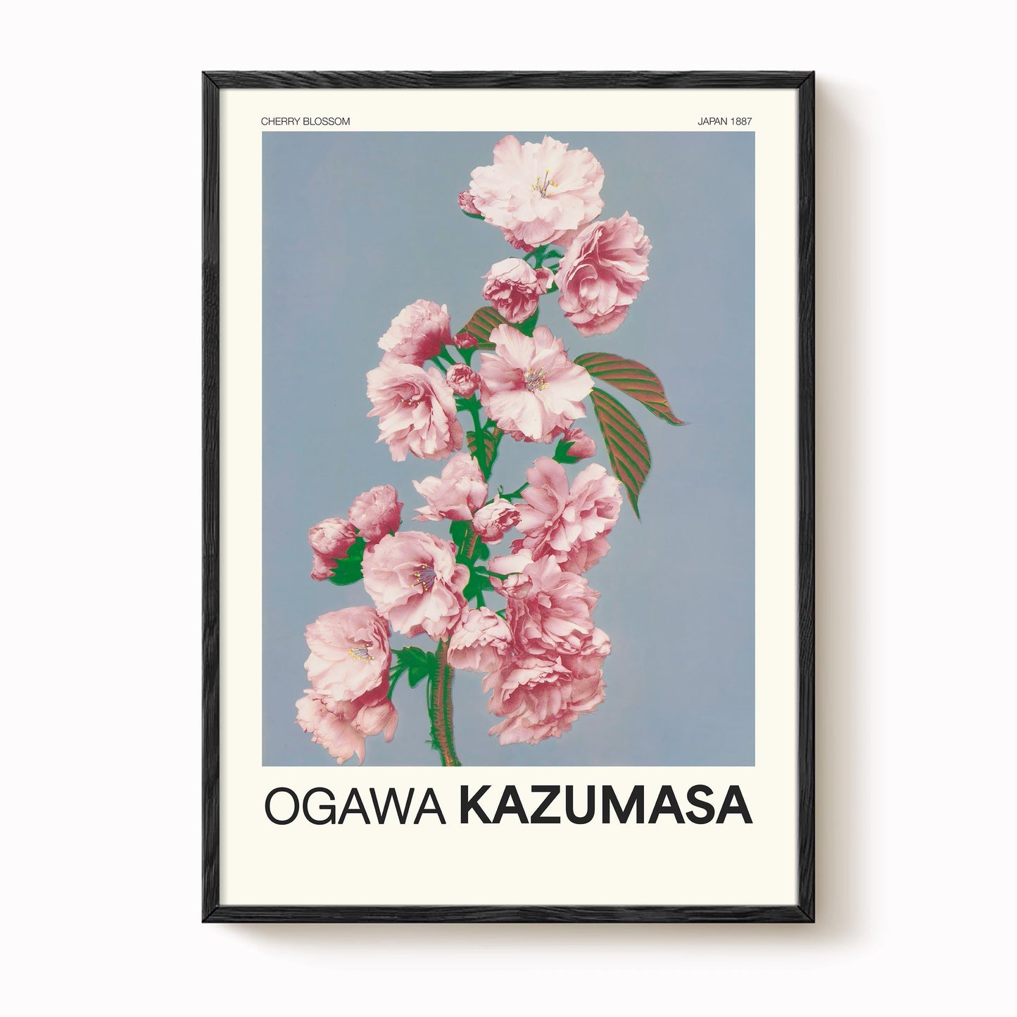 Ogawa Kazumasa - Cherry Blossom Print
