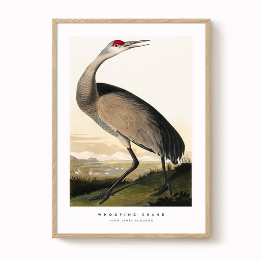 Whooping Crane Print