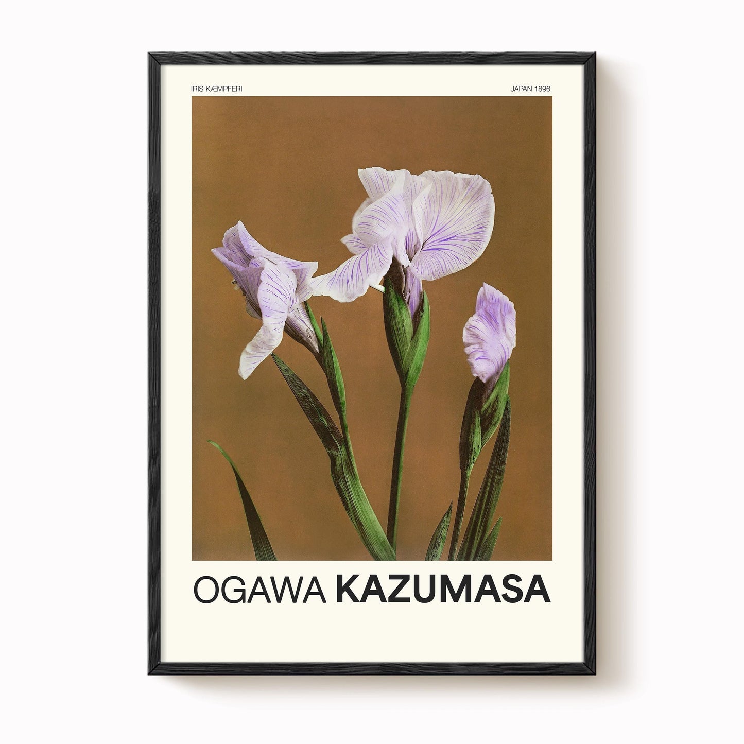 Ogawa Kazumasa - Vintage Japanese Iris Print