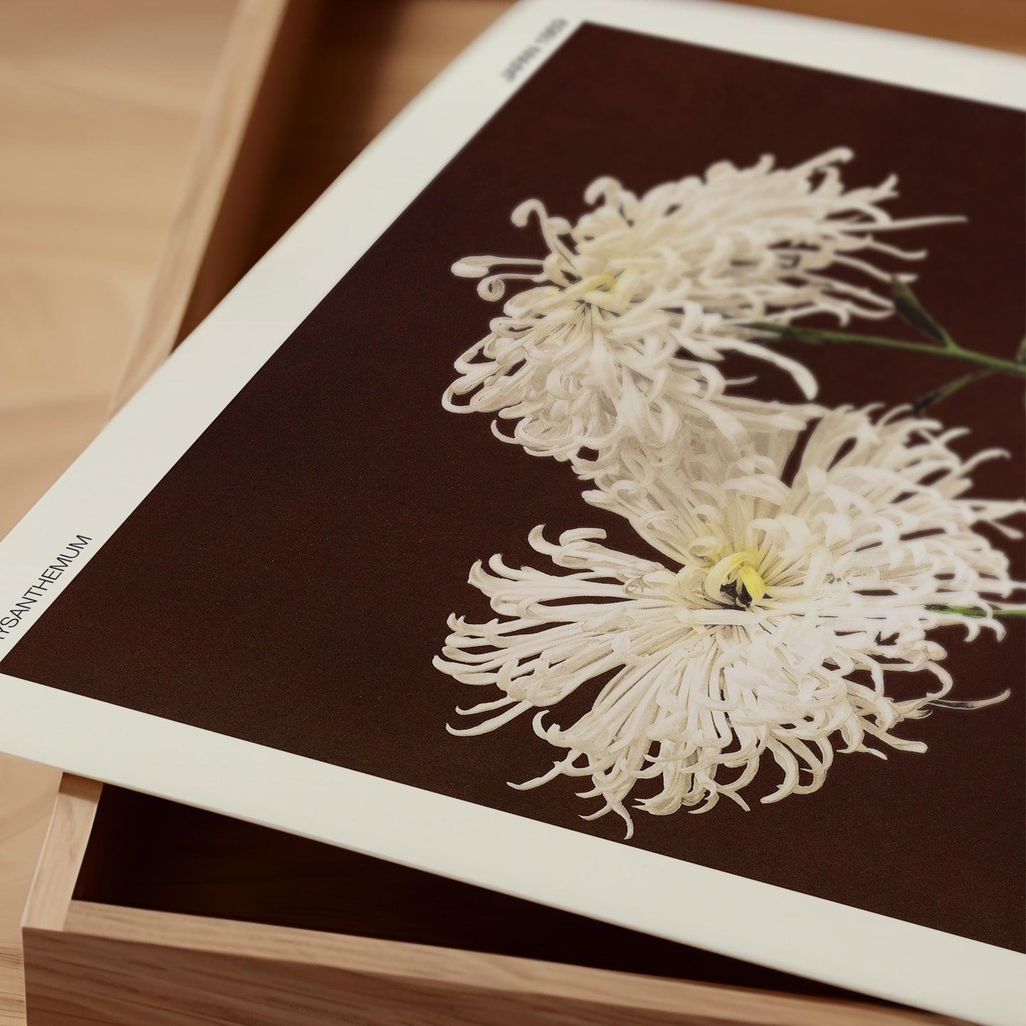 Ogawa Kazumasa - Chrysanthemum Print