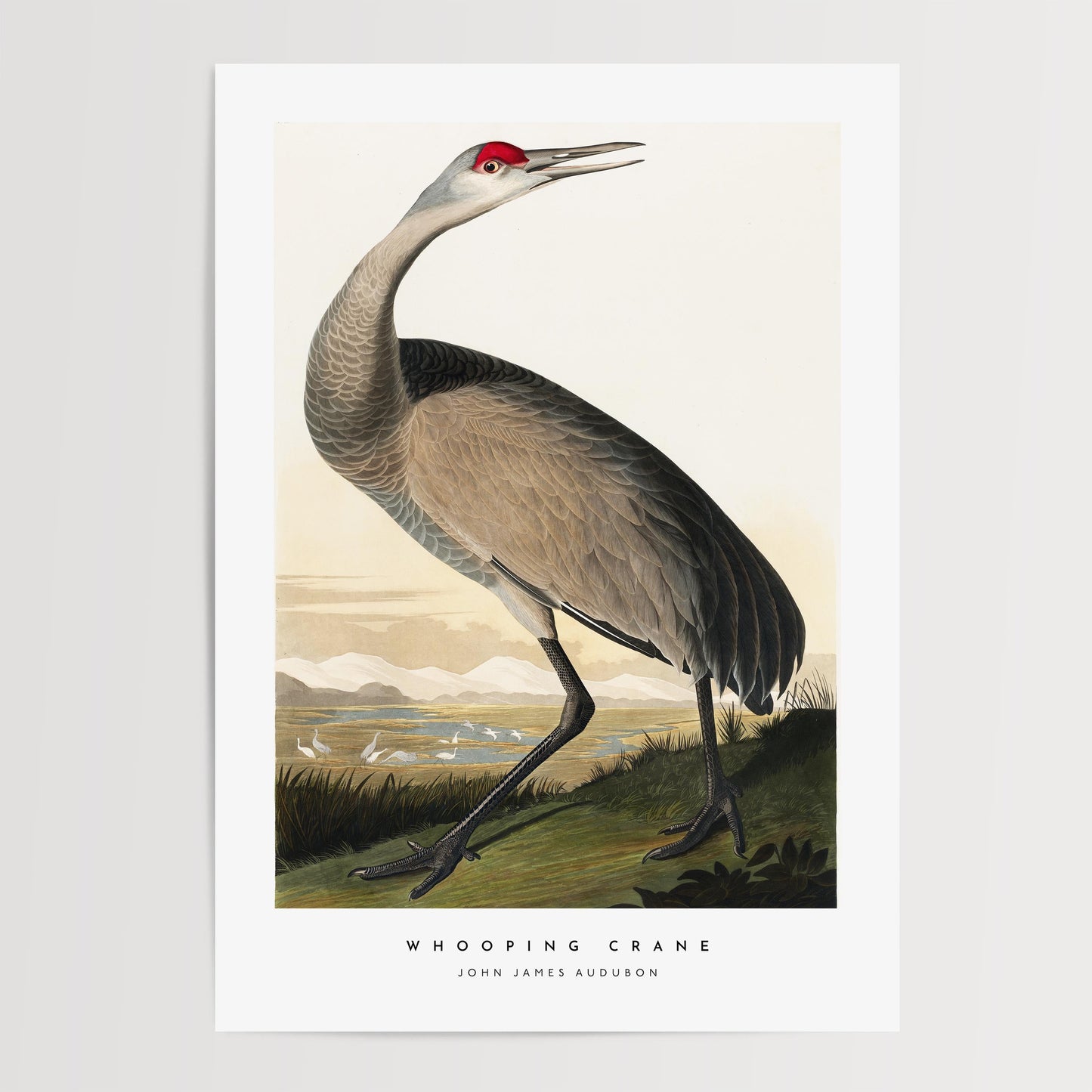 Whooping Crane Print