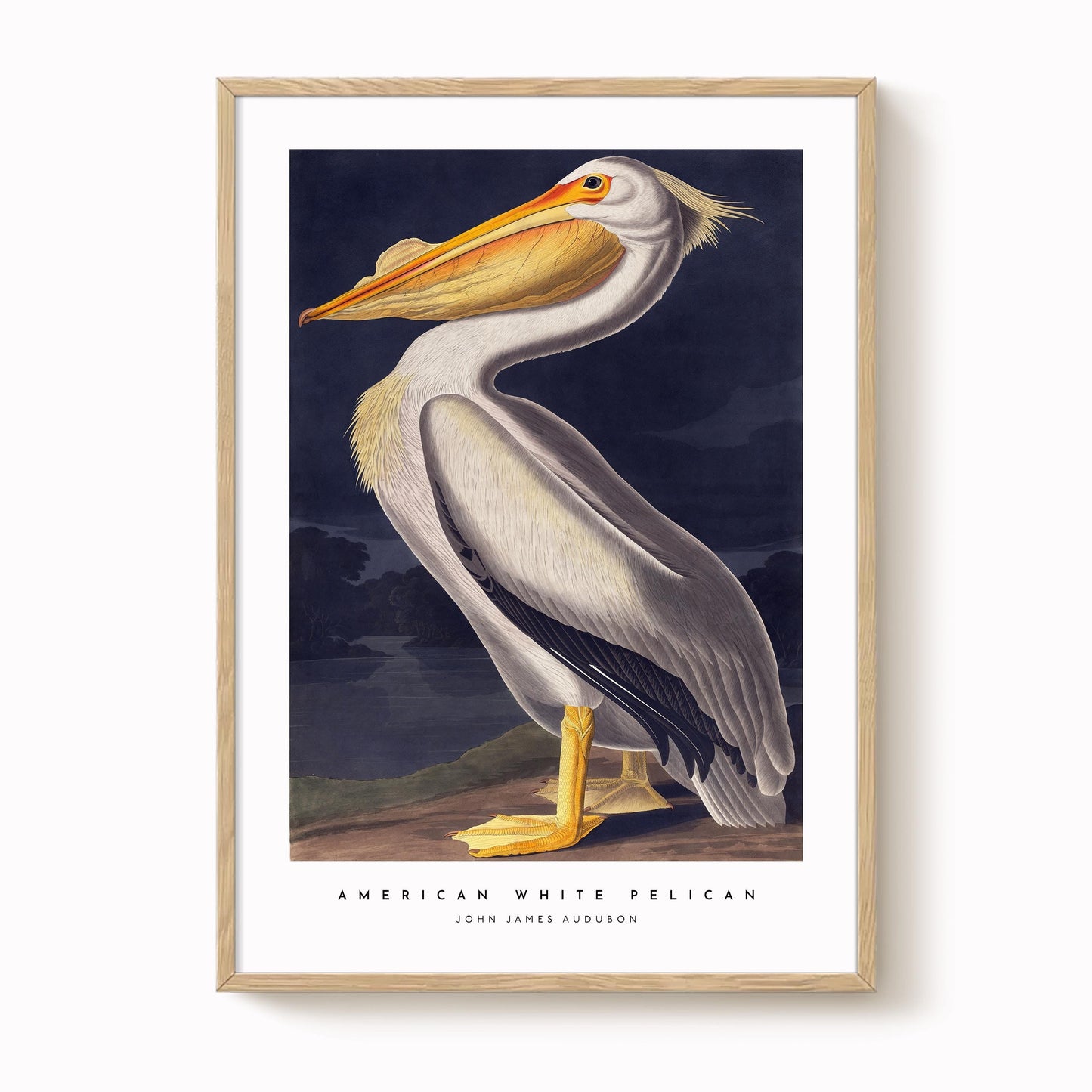 American White Pelican Print