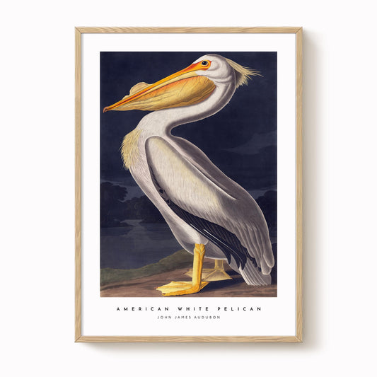 American White Pelican Print