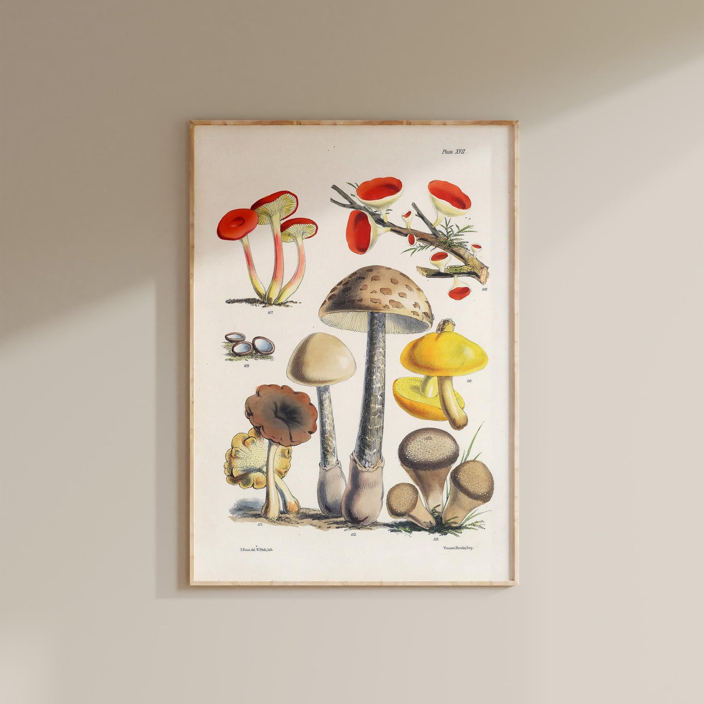 Antique Mushroom Study Art Print