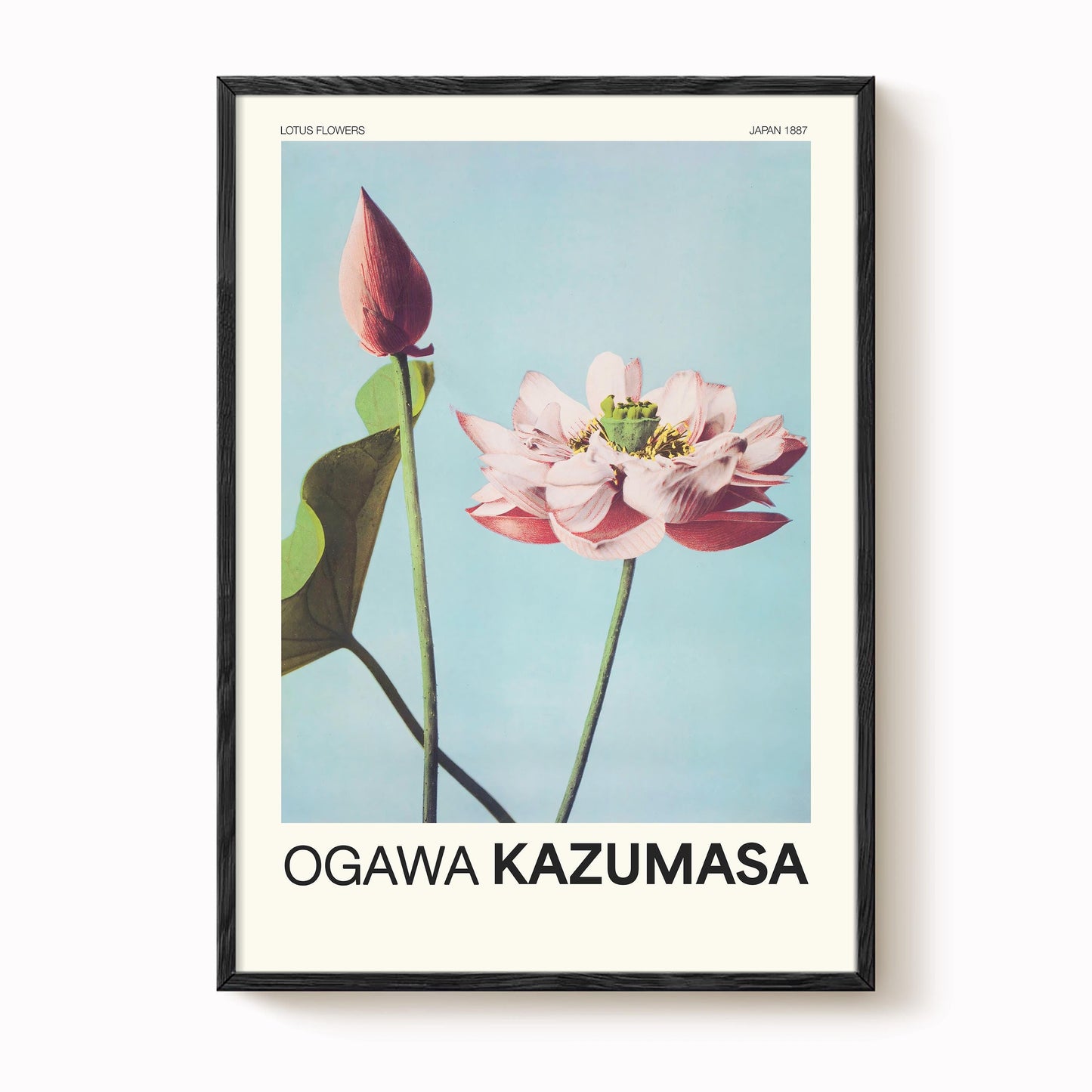 Ogawa Kazumasa - Lotus Flowers Print
