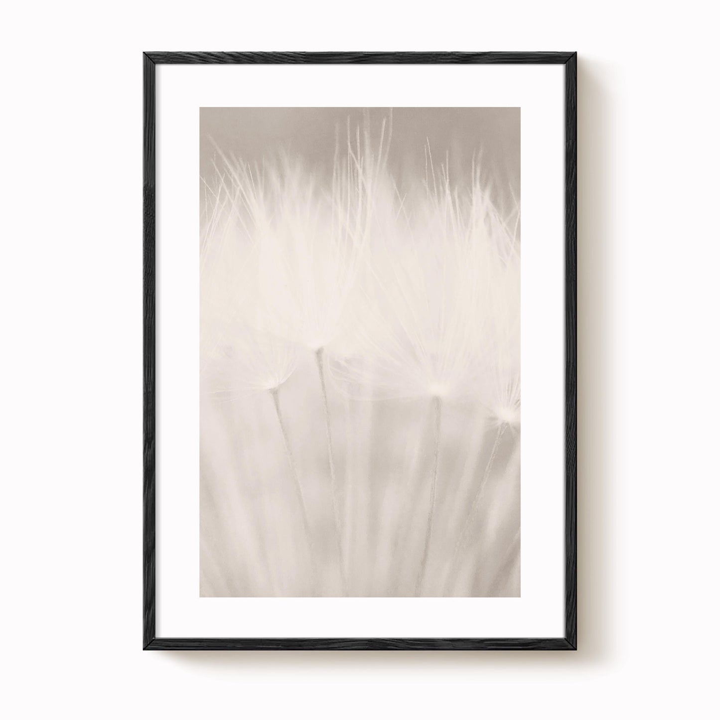 Dandelion Seed Head Art Print