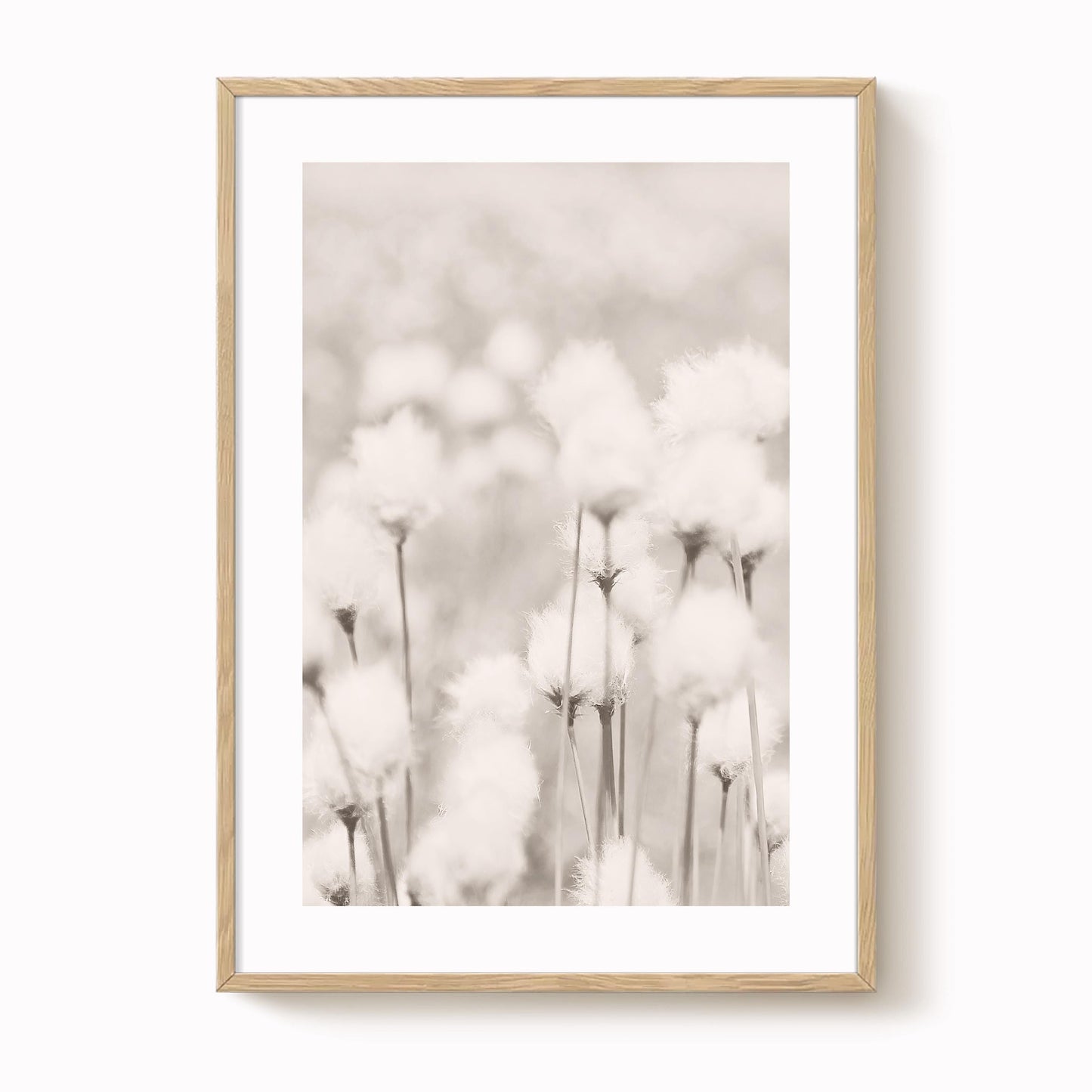 Cotton Grass Art Print
