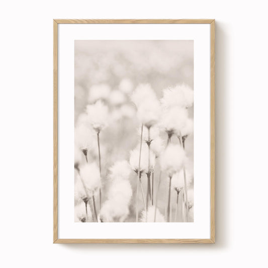 Cotton Grass Art Print
