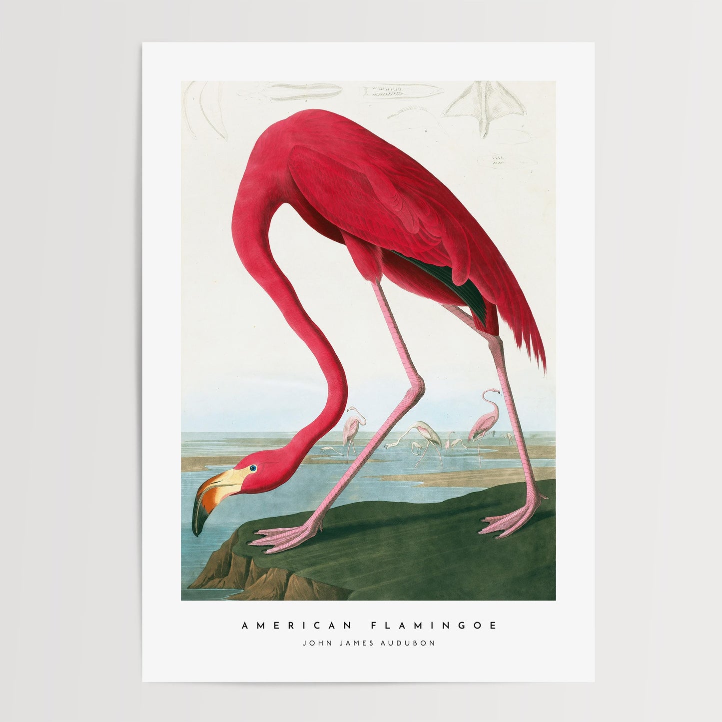 American Flamingo Print