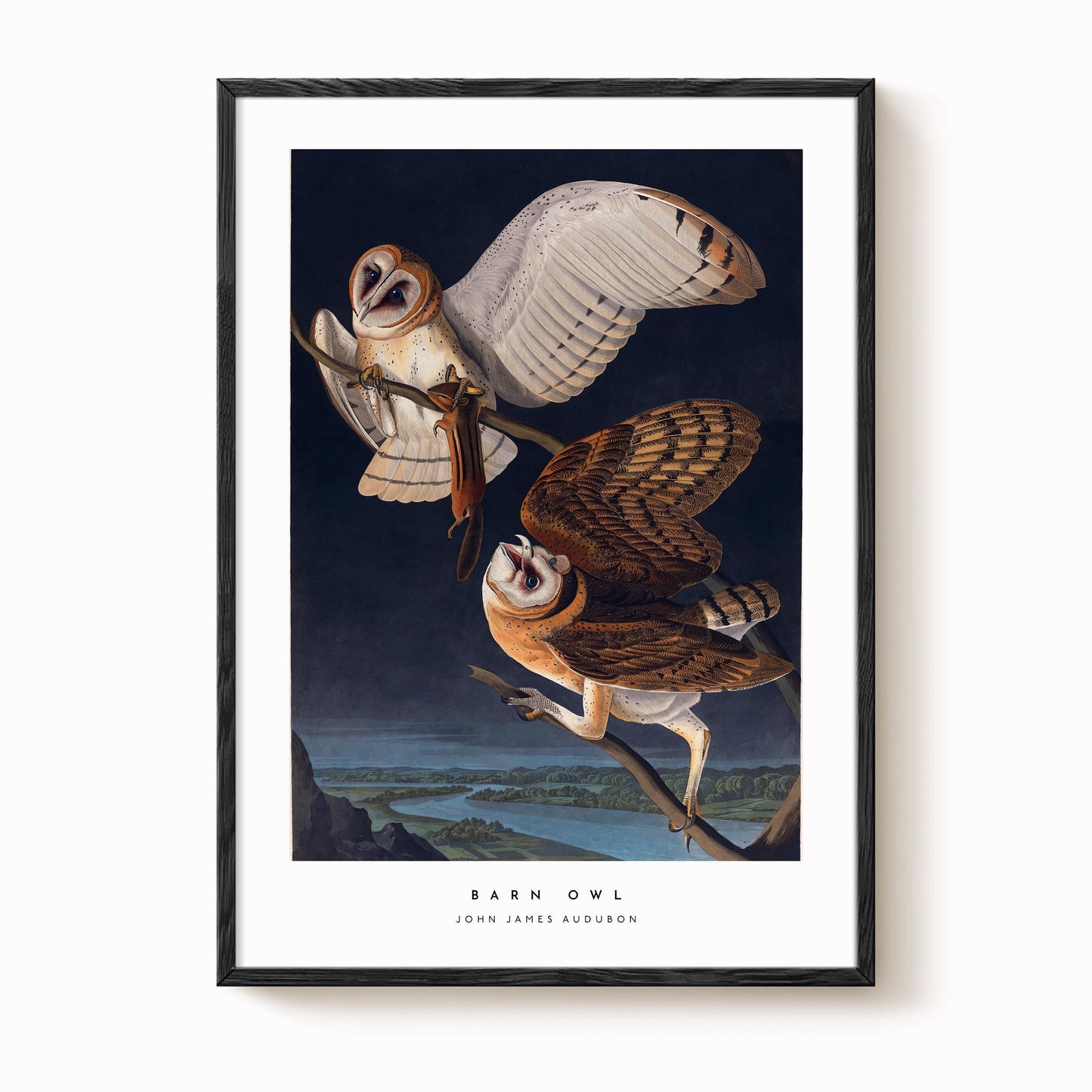 Barn Owl Print