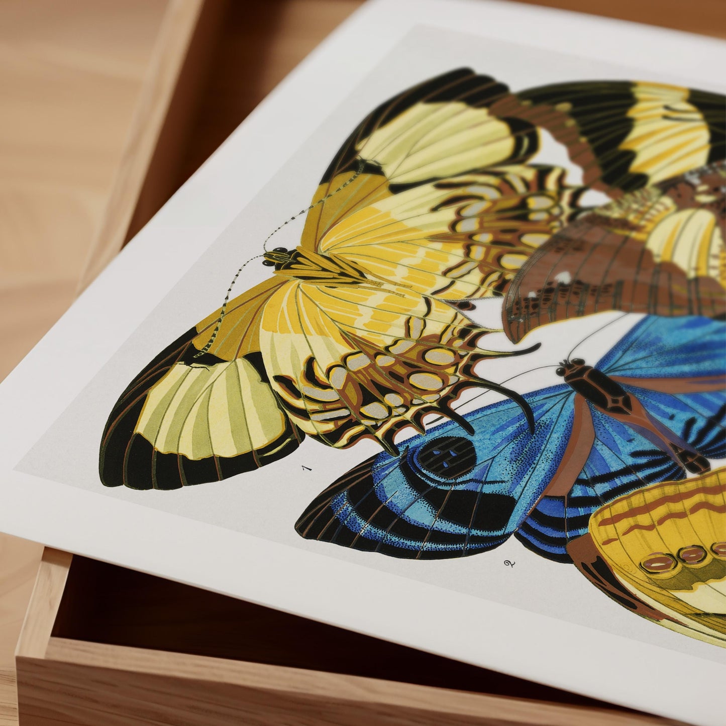 E.A. Séguy - Papillons Pl.04 Butterflies Print