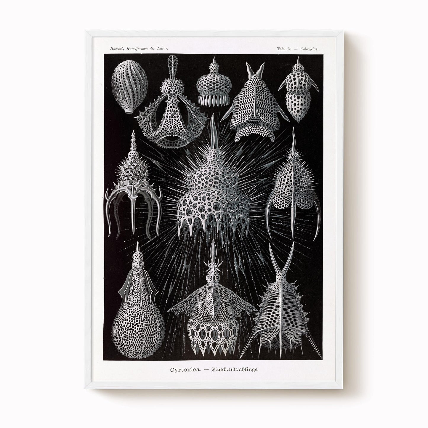 Ernst Haeckel - Cyrtoidea Art Print