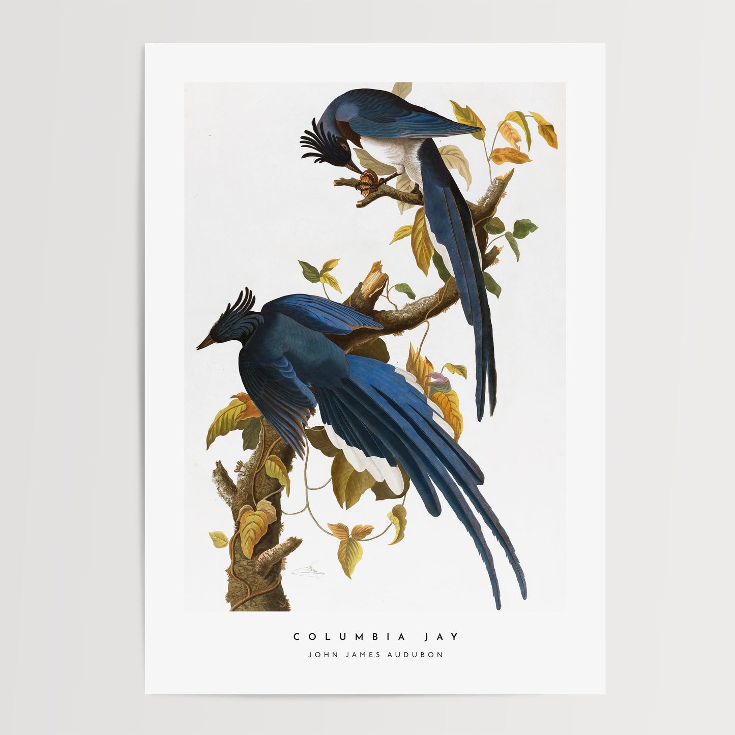 Columbia Jay Print