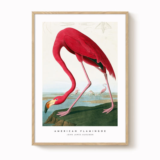 American Flamingo Print