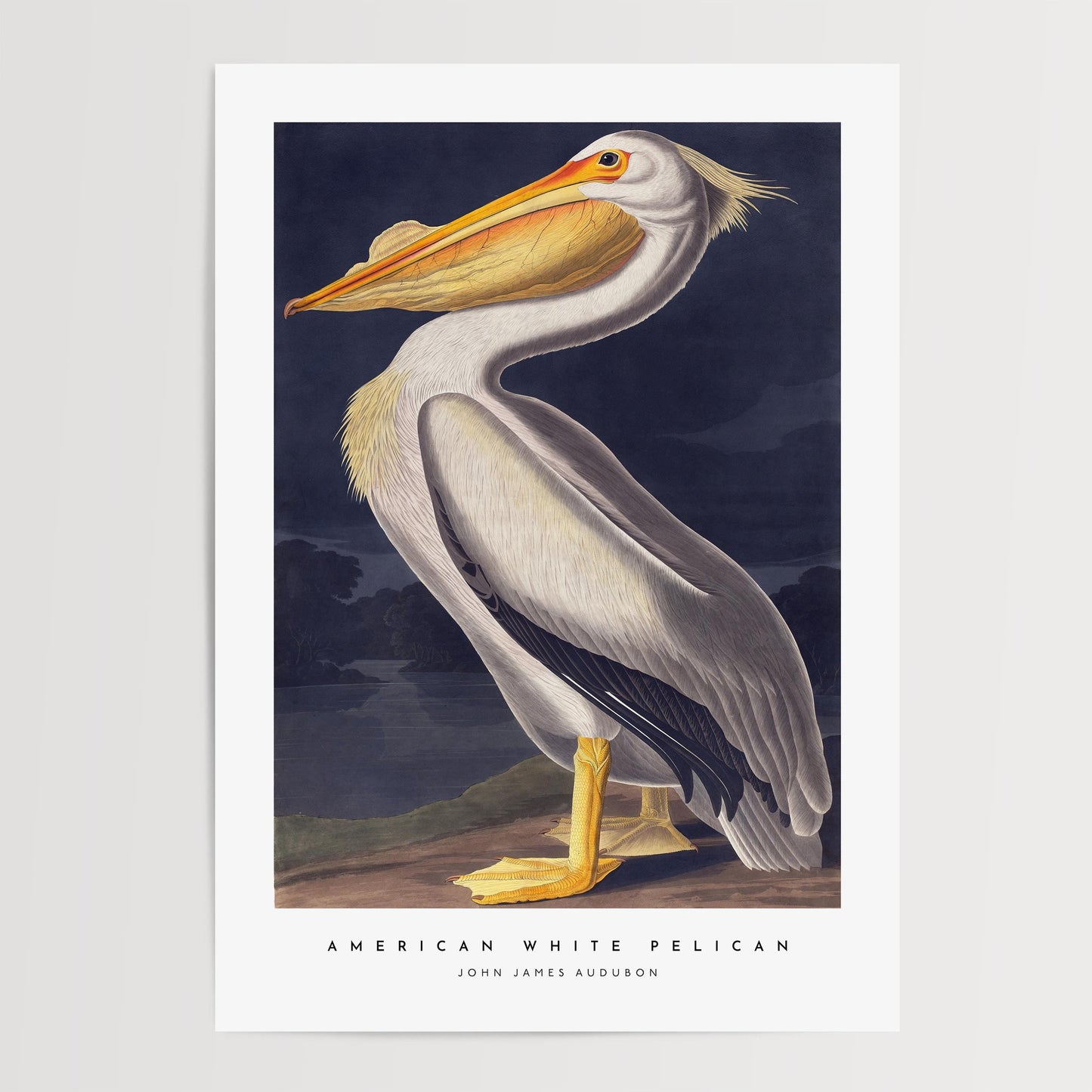 American White Pelican Print