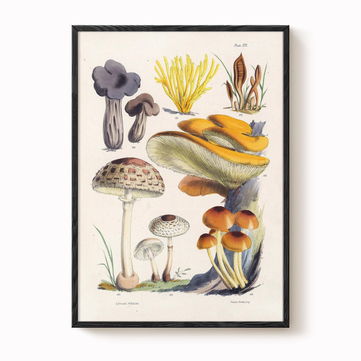 Vintage Fungi Illustration Print