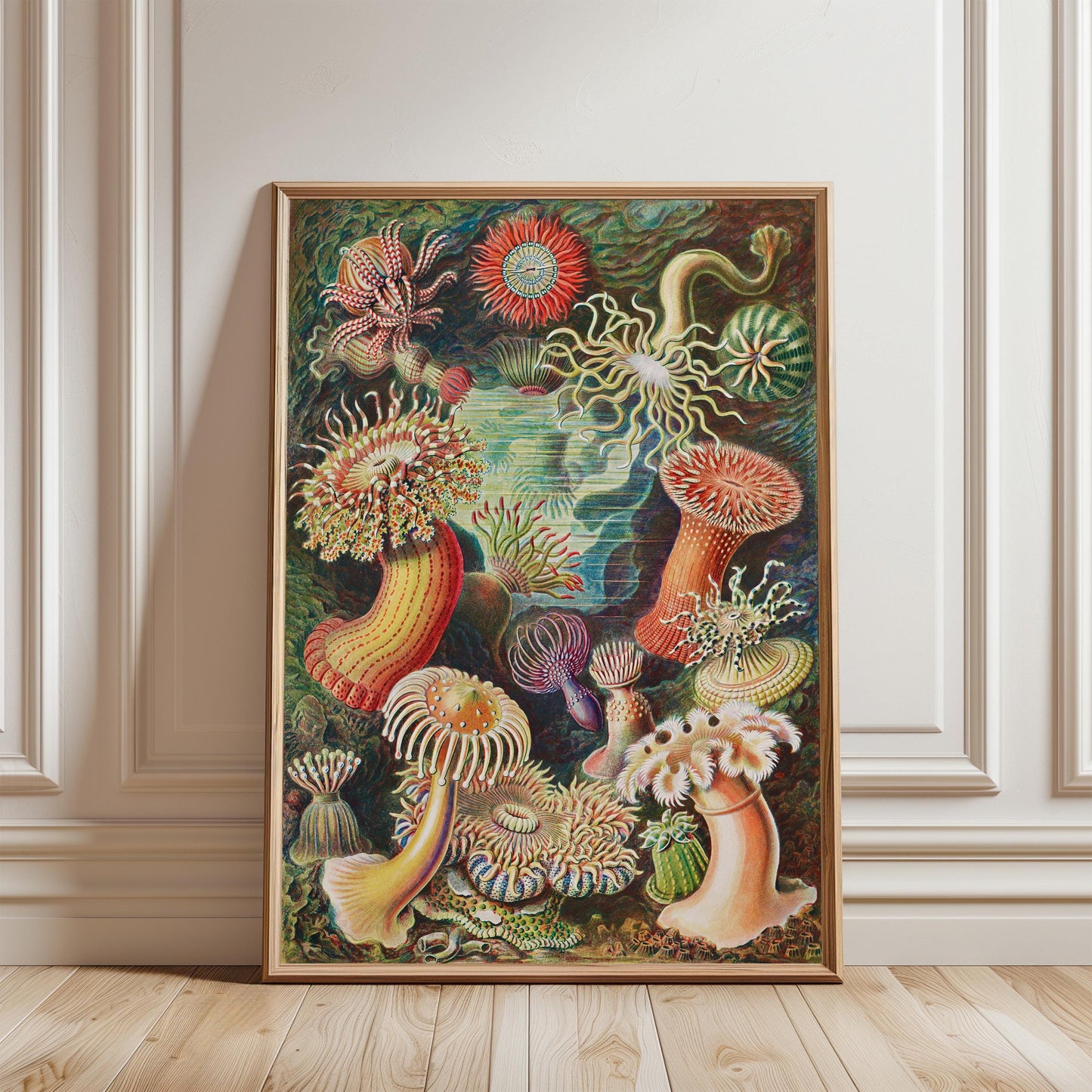 Ernst Haeckel - Sea Anemone Print