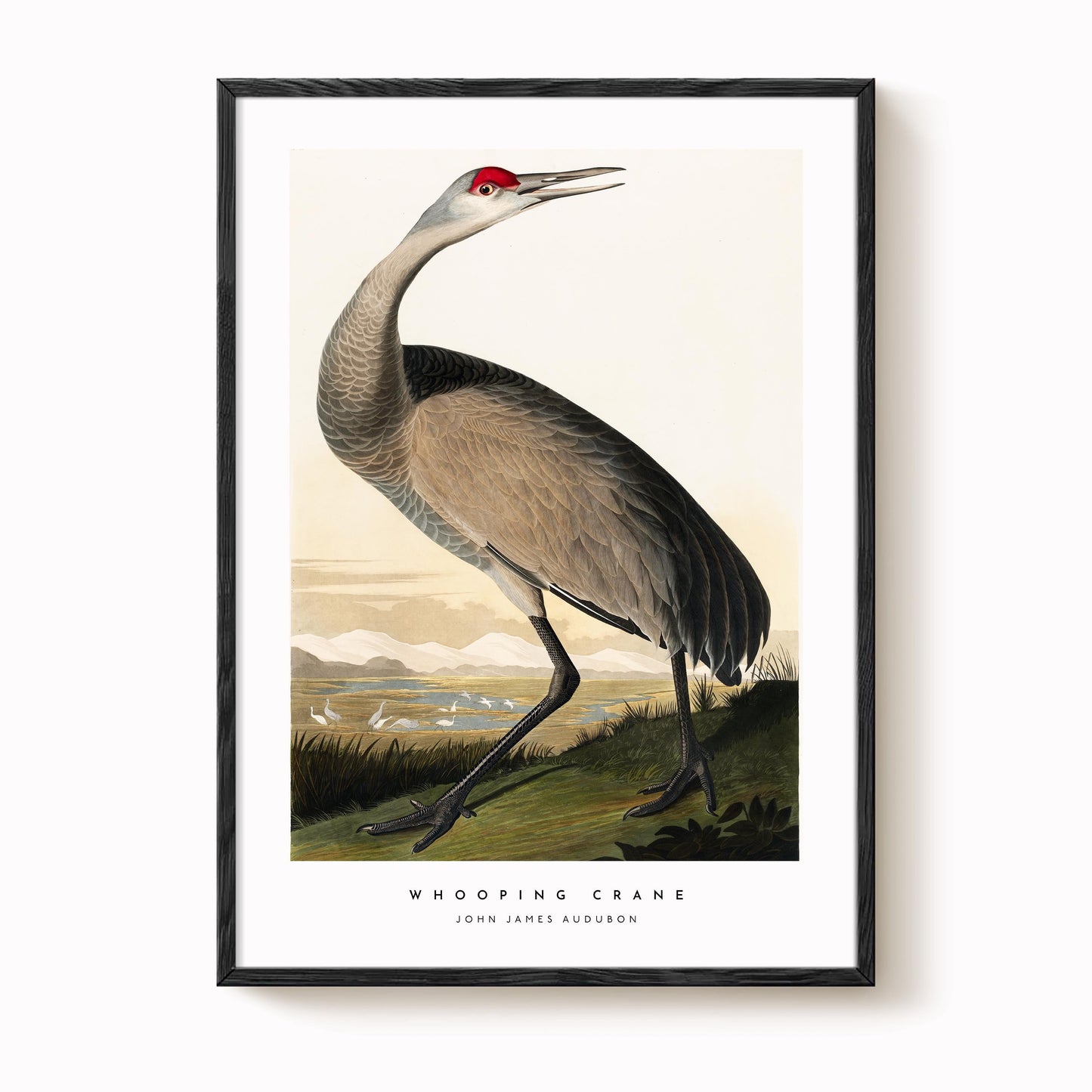 Whooping Crane Print