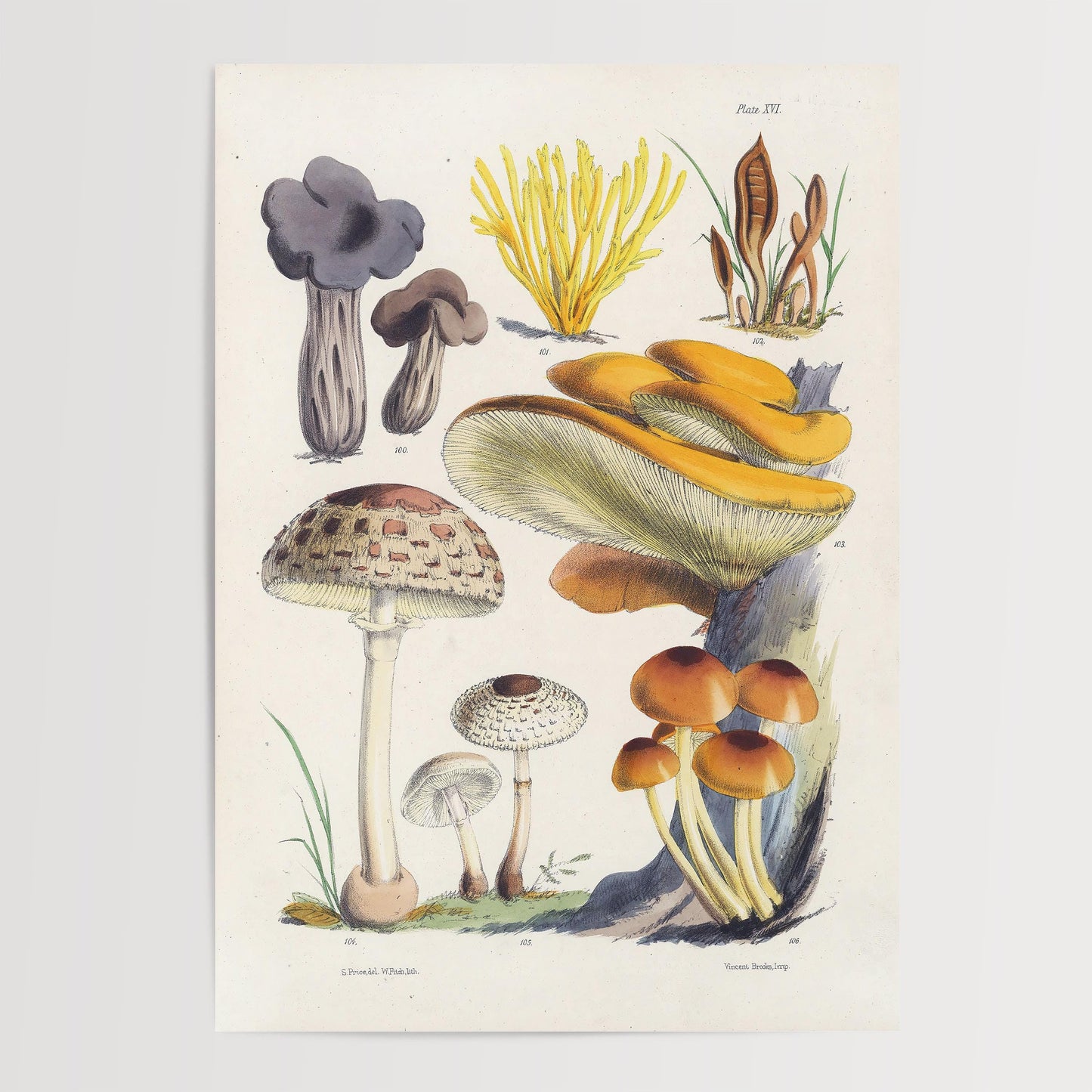 Vintage Fungi Illustration Print