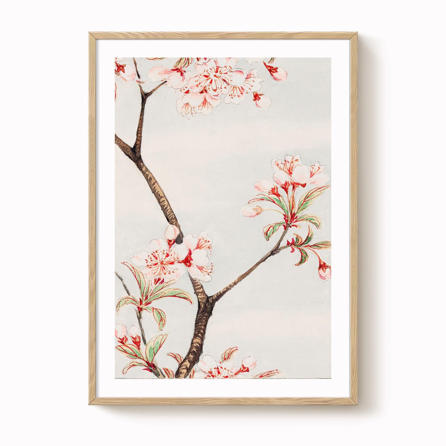 Megata Morikaga - Sakura Cherry Blossom Print