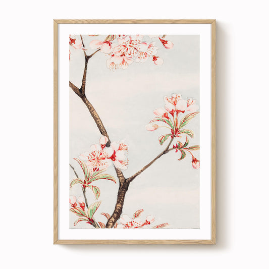 Megata Morikaga - Sakura Cherry Blossom Print
