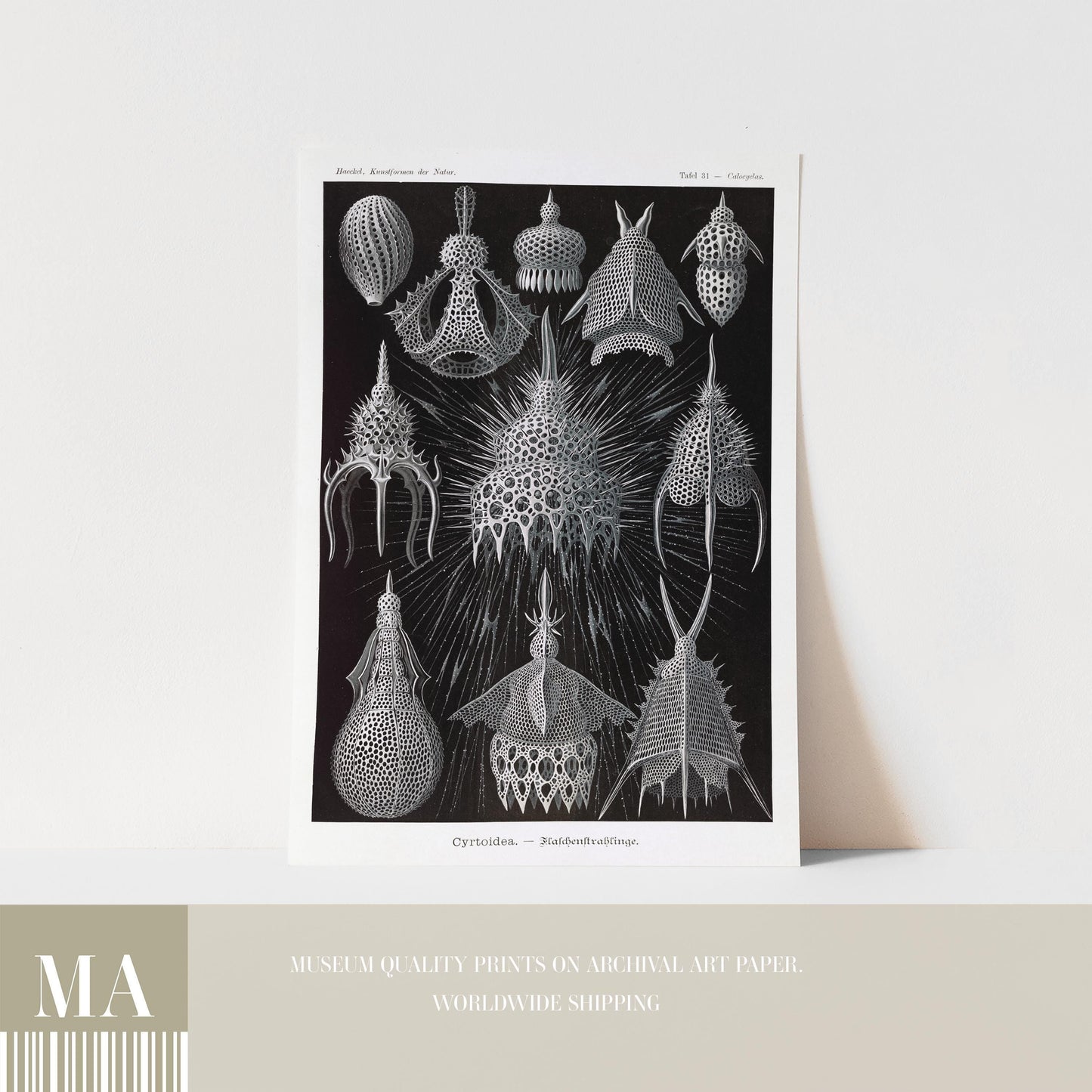 Ernst Haeckel - Cyrtoidea Art Print