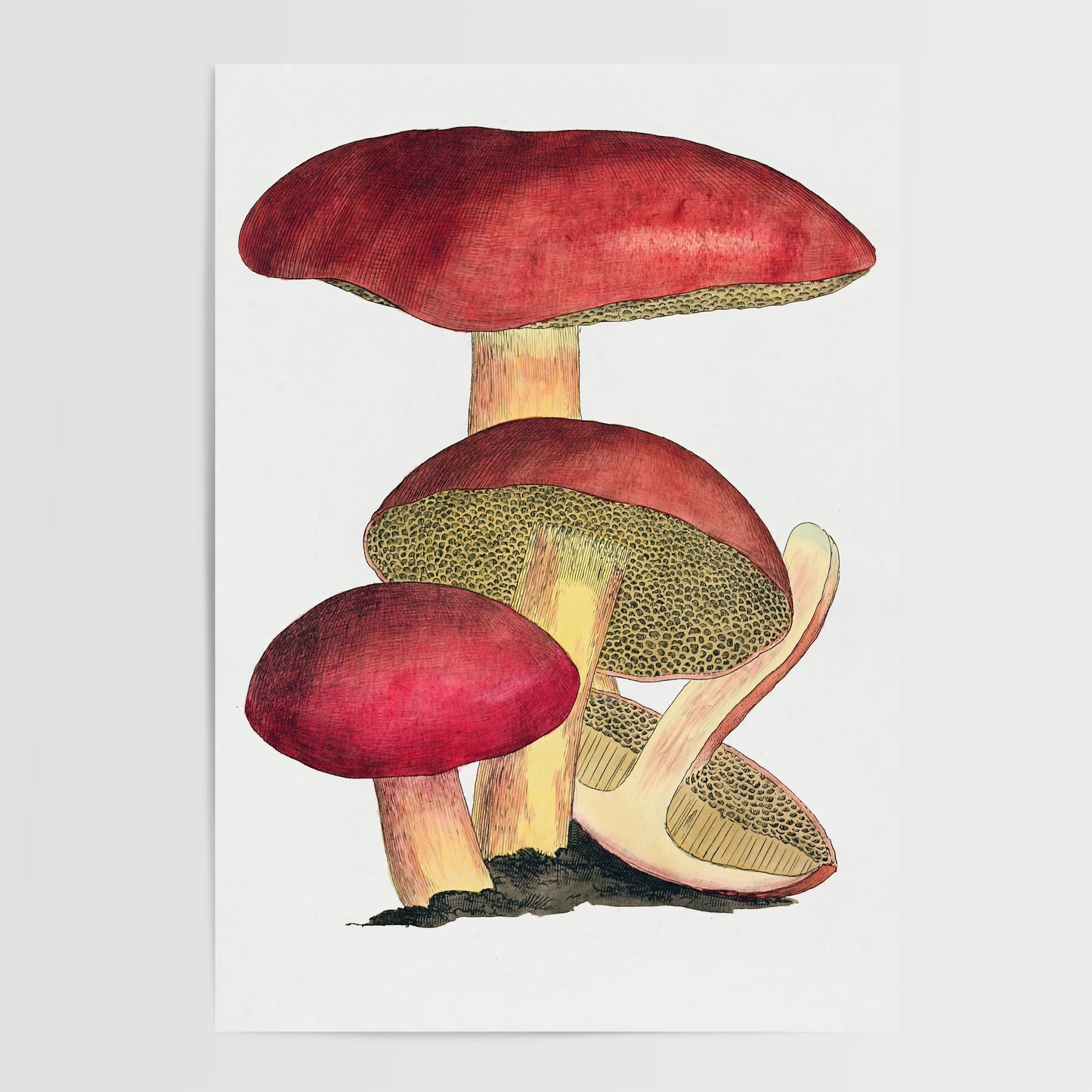 Vintage Fungi Print