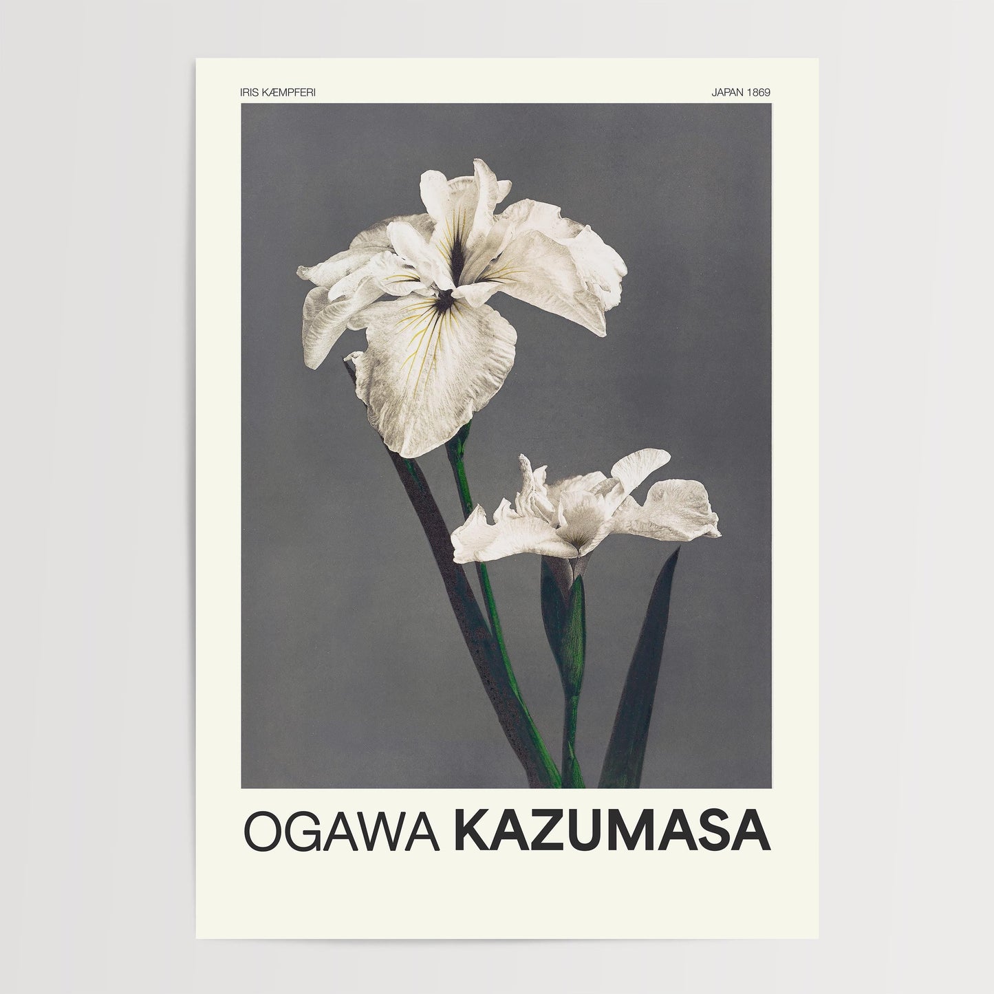 Ogawa Kazumasa -  Iris Kaempferi Print