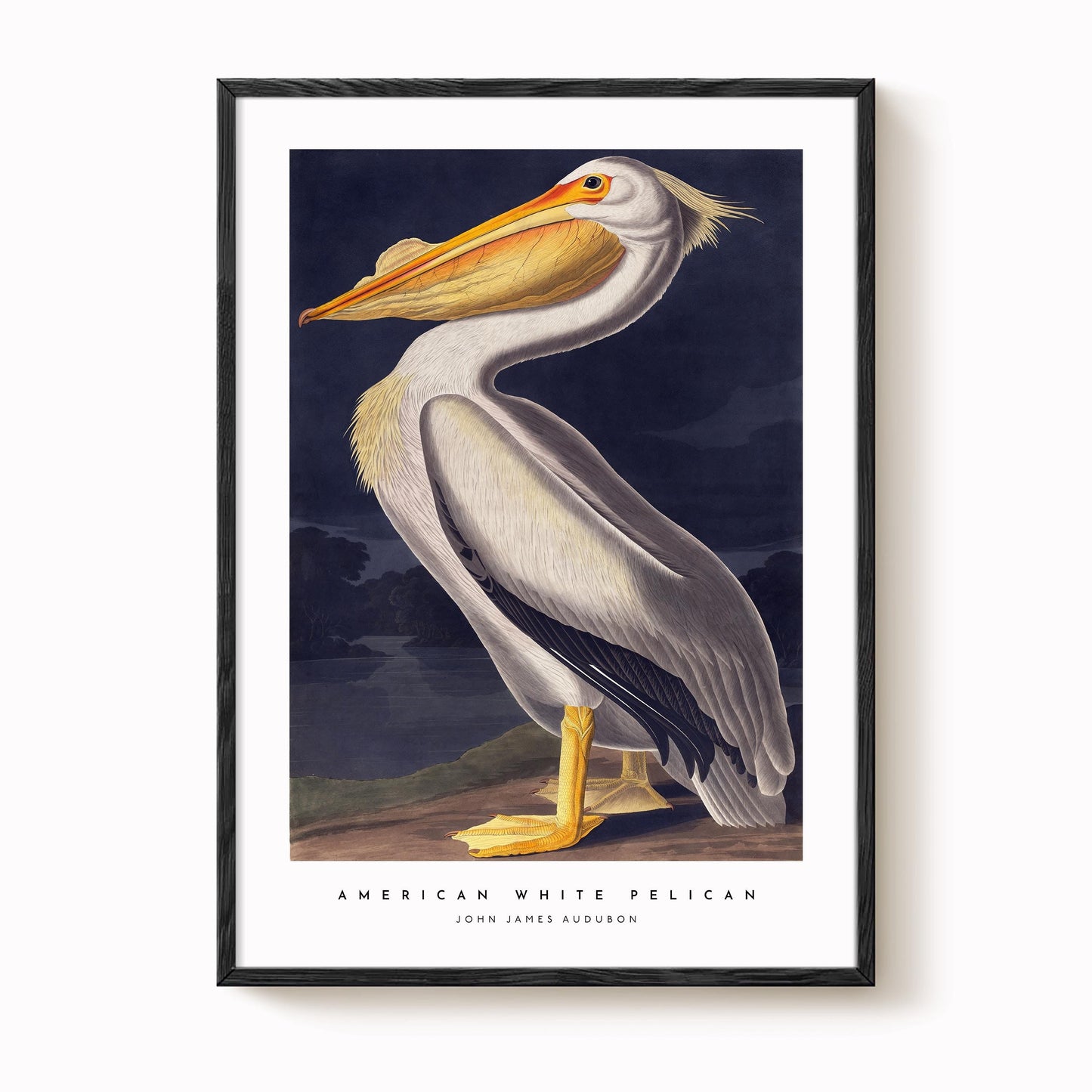 American White Pelican Print