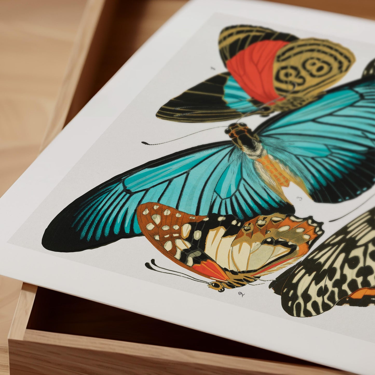 E.A. Séguy - Papillons Pl.11 Butterflies Print