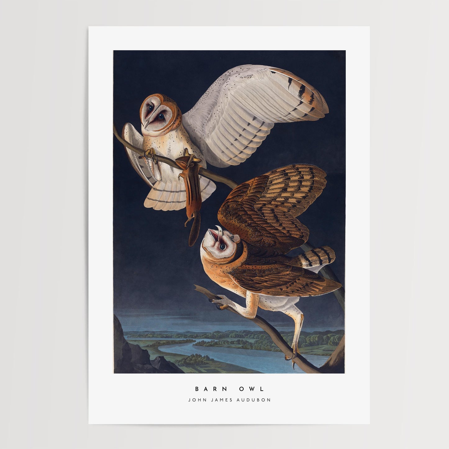 Barn Owl Print