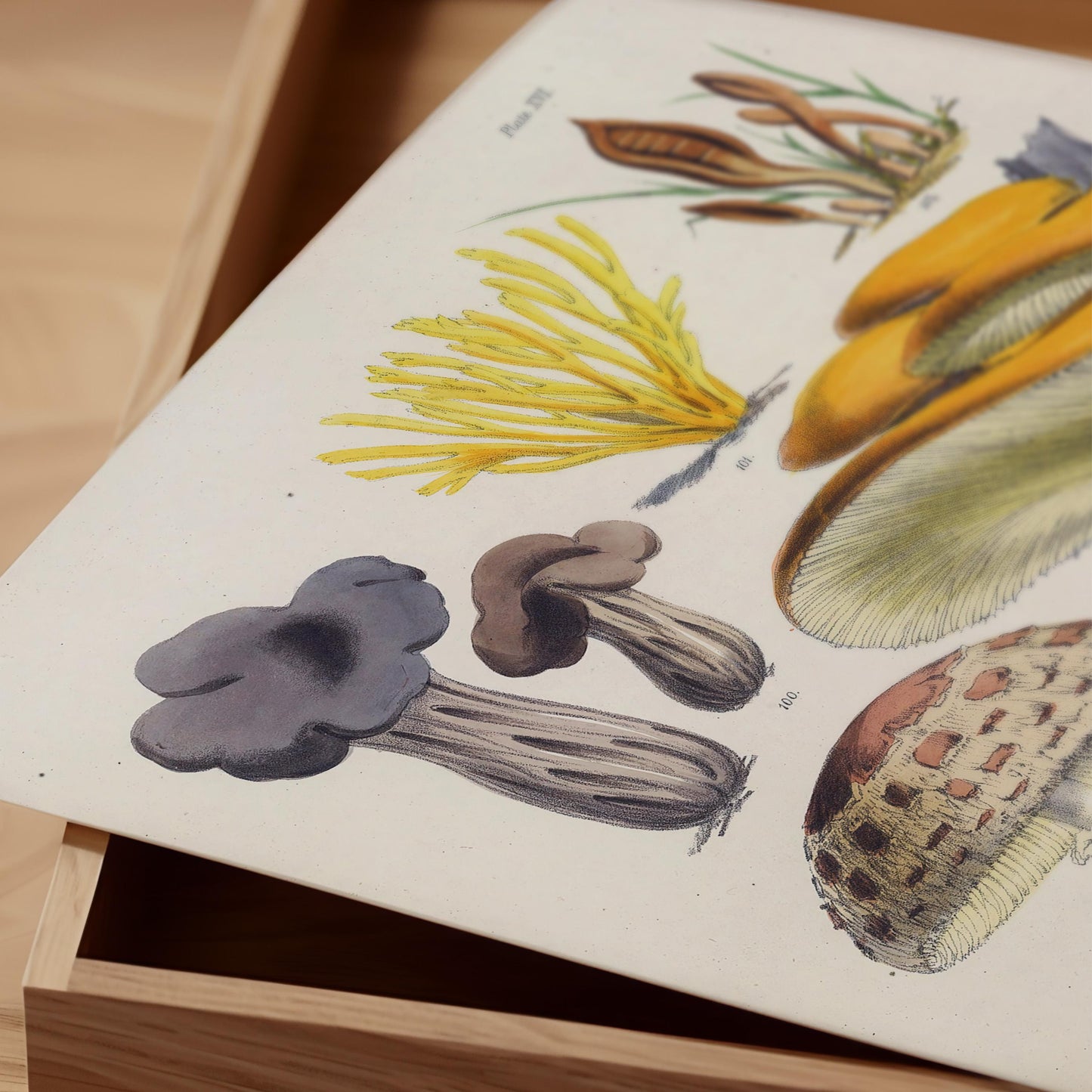 Vintage Fungi Illustration Print