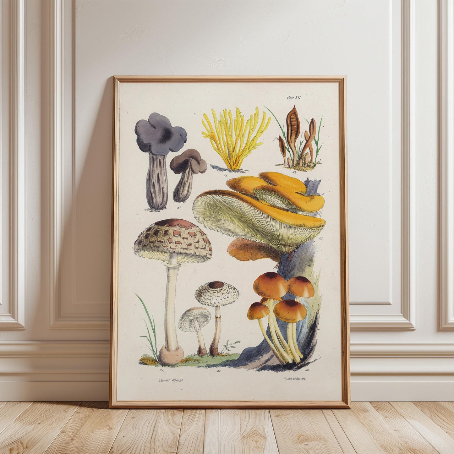 Vintage Fungi Illustration Print