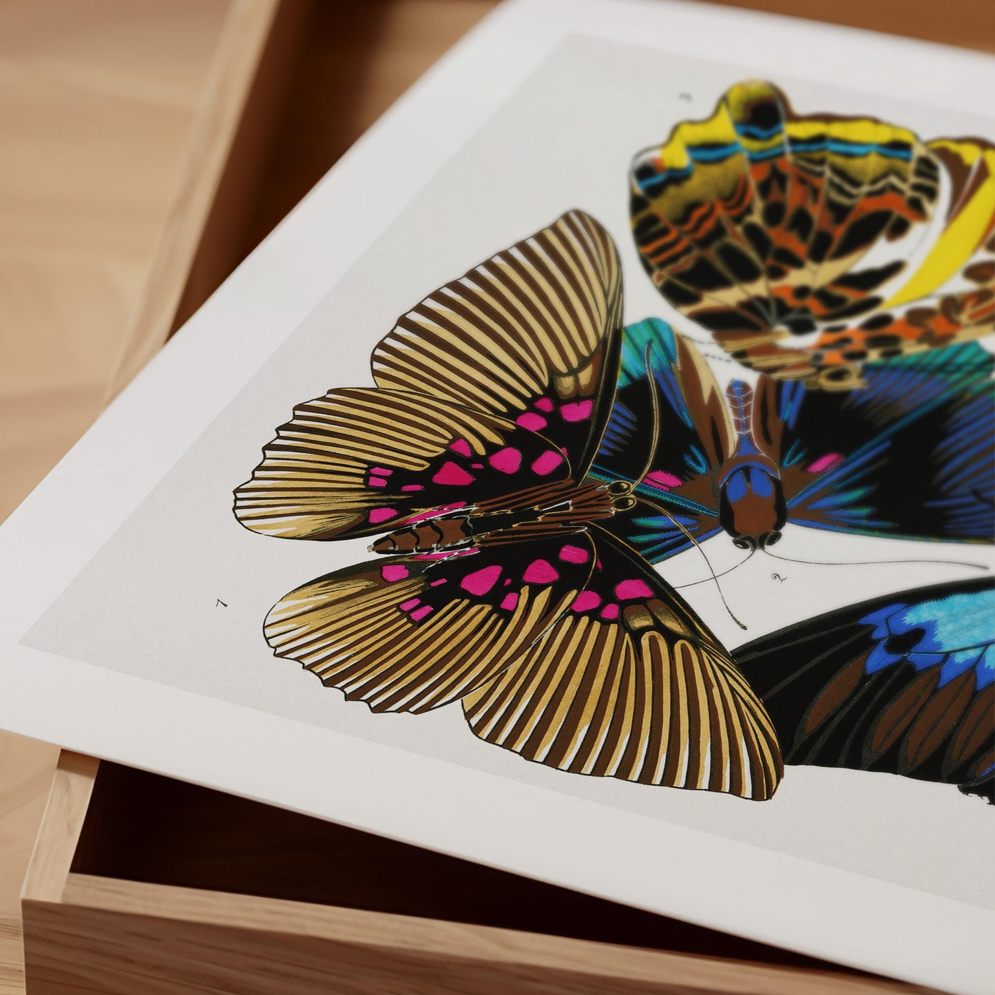 A. Séguy - Vintage Butterfly Print