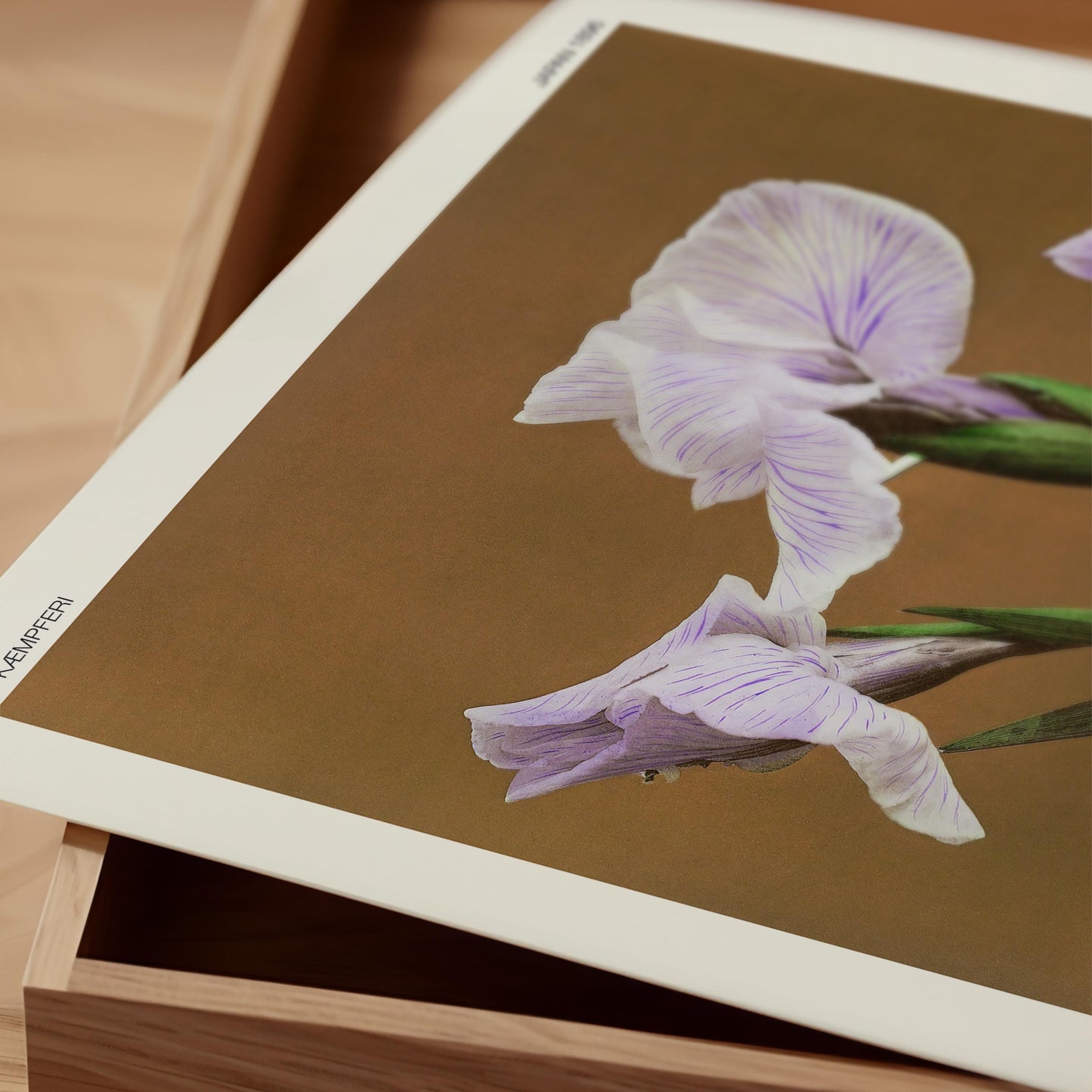Ogawa Kazumasa - Vintage Japanese Iris Print