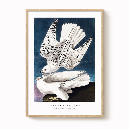 Iceland Falcon Print