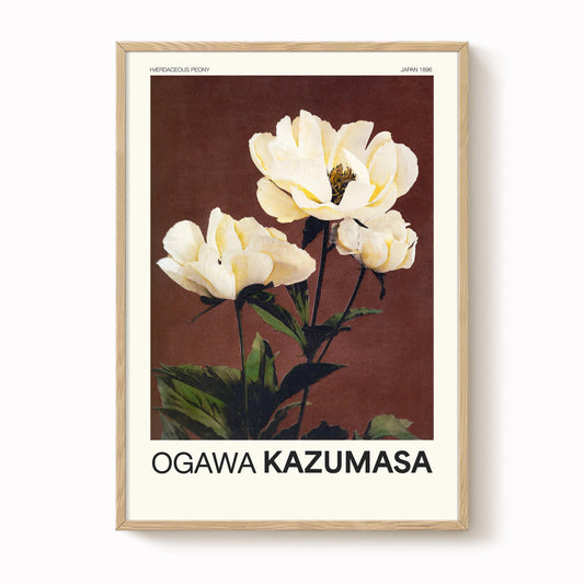 Ogawa Kazumasa - Herbaceous Peony Print