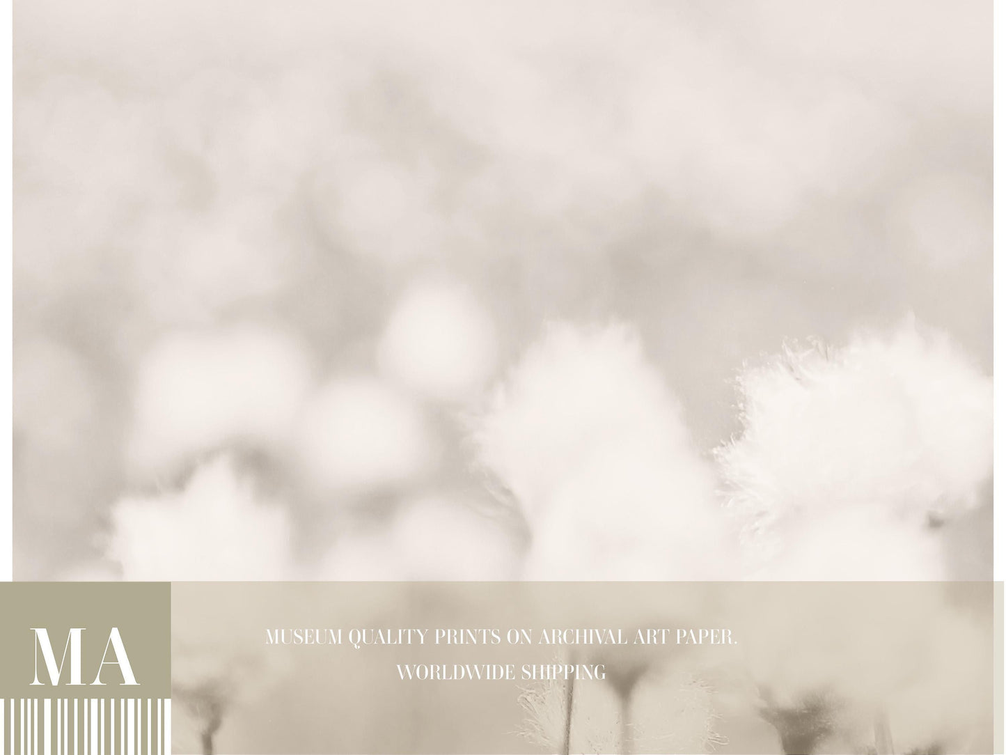 Cotton Grass Art Print