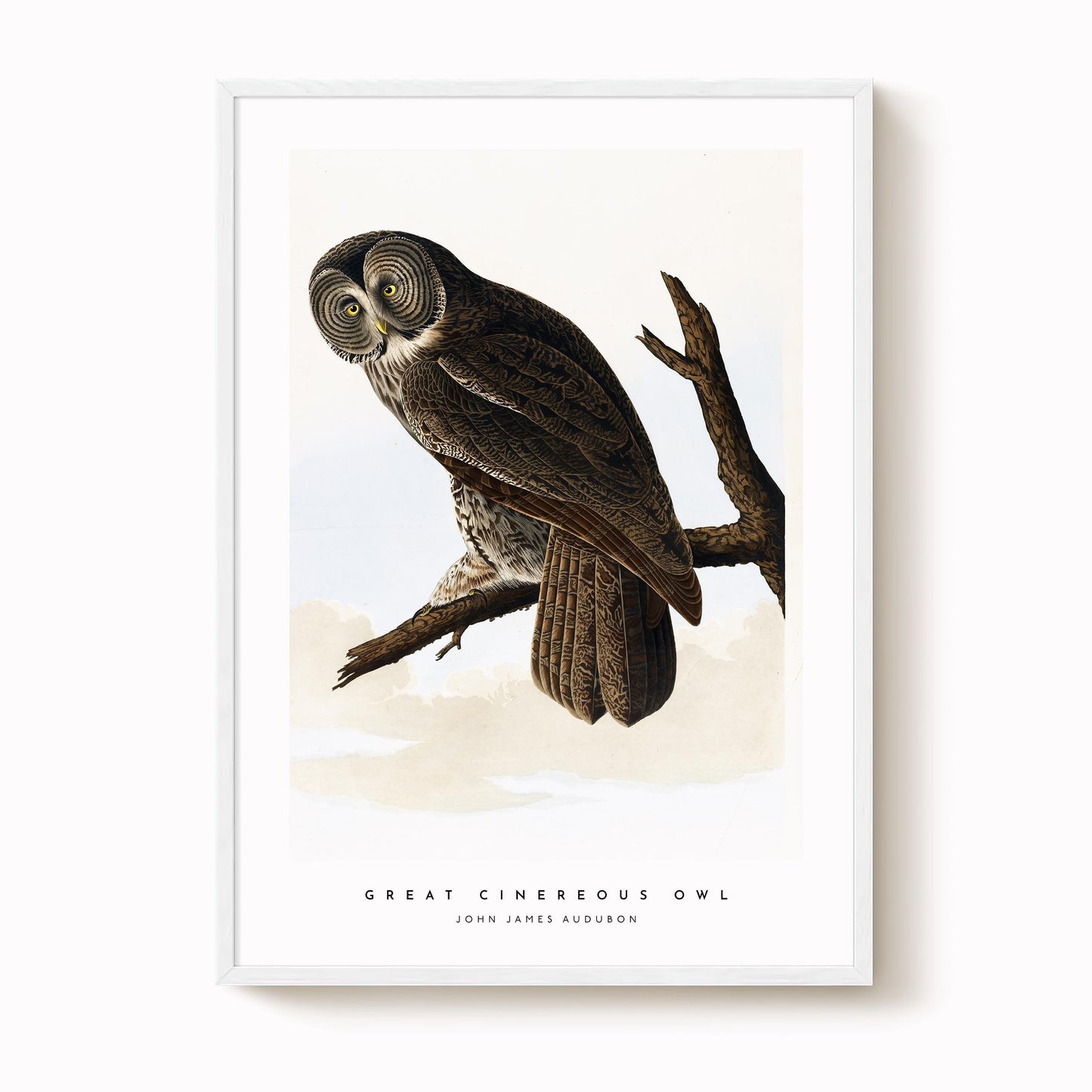 Great Cinereous Owl Print